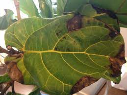They get weird when you change things on does your fiddle leaf fig have leaves that start turning brown? A Complete Guide To Saving Your Dying Fiddle Leaf Fig Tree
