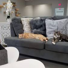 You'll be welcomed in by our cat keeper, & you can eat, drink & watch the world go by whilst socialising with some delightful. Frisky Cat Cafe Opens In St Augustine