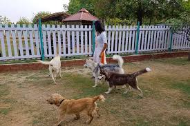Average dog boarding rates are $25 per day, $40 per night, $150 per week, or $500 per month depending on where you live, the size of your dog, and how long of a stay your pet needs. Top Pet Boarding Facilities In Delhi Ncr For Your Lovely Pooch Magicpin Blog