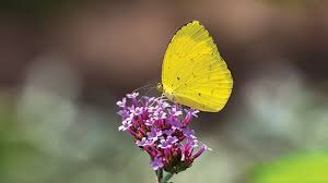 We did not find results for: Kupu Kupu Kuning Si Cerah Indikator Kualitas Alam Greeners Co