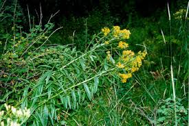 Image result for Senecio striatifolius