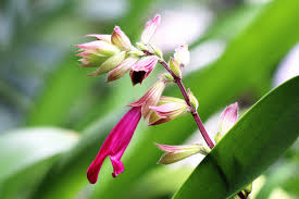 Image result for Coleus buchananii