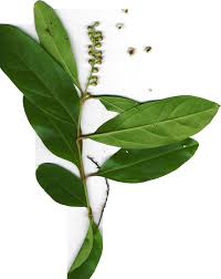 Image result for Citharexylum