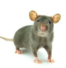 Symbolic Meaning Of Rats And Rat Wisdom On Whats Your Sign It S More Positive Than You Think Animals Keep Bugs Away Cute Animals