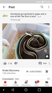 Nearly Headless Nick Gets New Bedding And Isn T Sure What To Make Of It For More Information Go Check Snake Discovery On Yo Cute Snake The Floor Is Lava Snake