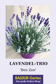 Meine mutter hat heute mittag milchreis gekocht und den rest nicht in den wie halte ich sie frisch und weich? Lavendel Trio Beezee 1a Stauden Kaufen Baldur Garten Lavendel Winterharte Stauden Blutenfarben