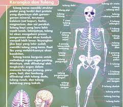 Tulang rusuknya tipis, rata dan melengkung. Organ Organ Yang Dilindungi Oleh Tulang Dada Rusuk Belikat Dan Ruas Ruas Tulang Belakang Adalah Brainly Co Id