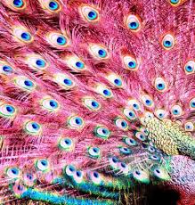 Pin By Bling Bff Anita Henson On Beautiful Pink Peacock Peacock Beautiful Birds