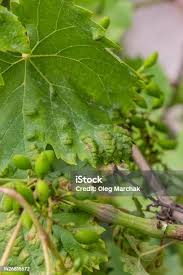 Image result for Colomerus vitis
