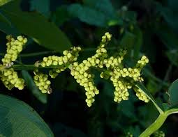 Image result for Dioscorea asteriscus