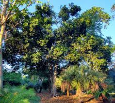 Image result for Mimusops elengi