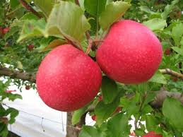 Apple Pink Lady 716 Jpeg 600 450 Pixels Pink Lady Apples Pink Ladies Apple Tree