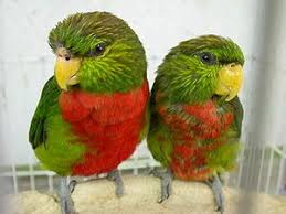 Birds Of Prey Wikipedia Indonesia Yellow Billed Lorikeet Wikipedia The Free Encyclopedia Parrot Pet Birds Bird Cage Accessories