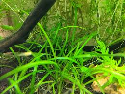 Image result for Fuirena sagittata