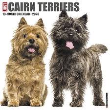 Pin By Jeanetta Clark On Cairn Terrier In 2020 Cairn Terrier Puppies Cairn Terrier Tiny Dog Breeds