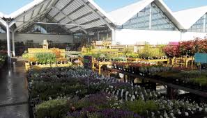 Here a narrow walkway opens out into a huge courtyard, with all you need for order your christmas tree now for december delivery and get a free table top tree. Eastbourne Extension Now Open Hillier Garden Centres