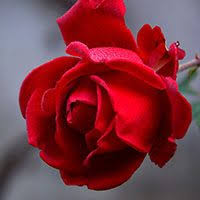List Of Flowers In English With Urdu Hindi Meaning Flowers List With Pictures You can't say with authority that purple relates to spirituality, or green understanding the history and meaning of white rose the color of the flower is an important element as it is very important to choose the right flowers.
