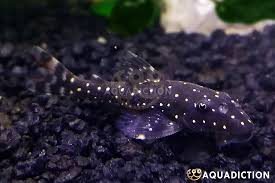 Image result for Pachycarpus lineolatus