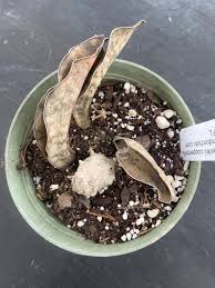 Image result for Canscora kirkii