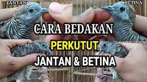 Maybe you would like to learn more about one of these? Download Ciri Burung Tekukur Jantan Betina Mp3 Mp4 3gp Flv Download Lagu Mp3 Gratis