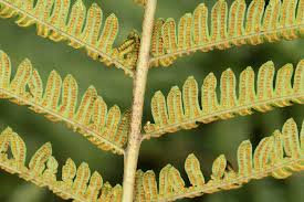 Image result for Ctenitis