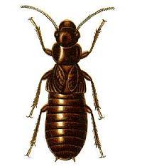 Economic exterminators knows how to keep subterranean termites. Termite Wikipedia