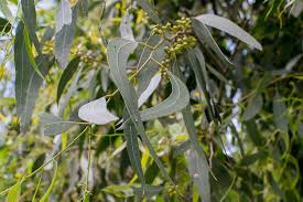 Image result for Eucalyptus camaldulensis