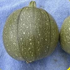 When to plant zucchini seeds in california. Round Zucchini Seeds Zucchini Seeds For Planting