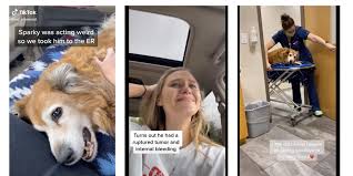 Dec 04, 2016 · many years ago, shortly after my friend janet passed away, i had a vivid and intense dream about her. Controversial Tiktok Video Shows The Moment A Dog Died