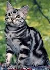 American Shorthair Silver Tabbies - Silver Shorthairs