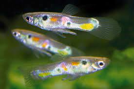 Endler guppy also goes by the name endler's livebearer or endler is a small fish species that is native to venezuela. Poecilia Obscura Eine Kryptische Guppyart Aqualog De