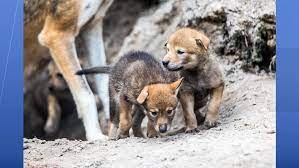 Our pups are now as big as their parents! Zootampa S Four Red Wolf Pups Named After Florida Locations