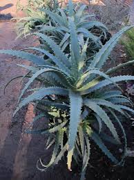 Image result for Aloe arborescens