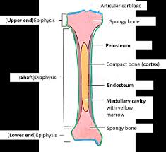 Definitions a diagram showing red bone marrow's anatomical location and appearance. Parts Long Bone Primary Category Anatomy Qa