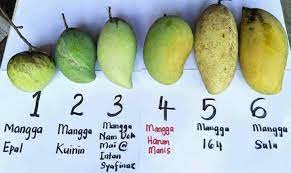 Mangga adalah antara buah yang cukup teknik penghasilan buah untuk setiap masa atau tanpa bermusim sedang dikaji oleh unimap perlis. How To Know If The King Of Mango Harumanis Perlis Facebook