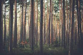 Don T Miss The Forest For The Trees Arrow Leadership