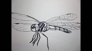 We did not find results for: How To Draw A Dragonfly Youtube