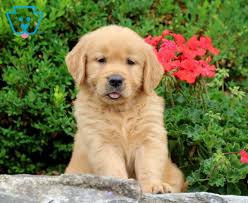 This breed gets along well with other pets, children and even strangers. Austin Golden Retriever Puppy For Sale Keystone Puppies