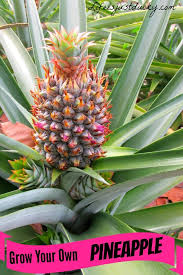 Detailed instruction how to grow pineapple from purchased fruit. Grow A Pineapple And Grill Some Too
