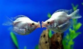 Let S Make Kissy Face Animals Kissing Cute Animals Kissing Cute Animals