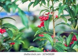 Image result for Myrsinaceae