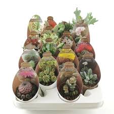 A mother's love is strong and enduring just like a cactus! Cacti Succulent Mix 6 5cm Collection Sherries Estates