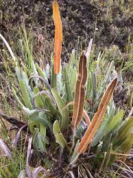 Image result for Elaphoglossum