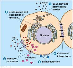 Biol2060 Cell Biology