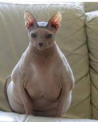 pin on god s cutest animal creations