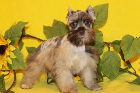 Find miniature schnauzers for sale in canton on oodle classifieds. Miniature Schnauzers