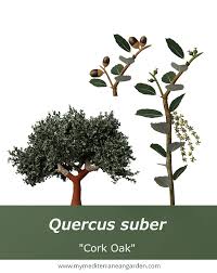 Image result for Quercus suber