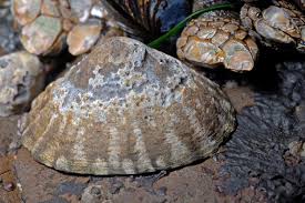 Check spelling or type a new query. Calphotos Lottia Pelta Shield Limpet
