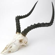 Impala Skull Google Search Kafataslari Kemik