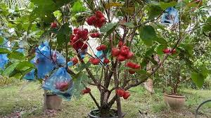 Saiz pasu seeloknya berukuran 70cm lebar dan 56cm tinggi. Tanam Pokok Jambu Air Dalam Pasu Lebih Mudah Lagi Cepat Berbuah 4 Kali Setahun Vanilla Kismis